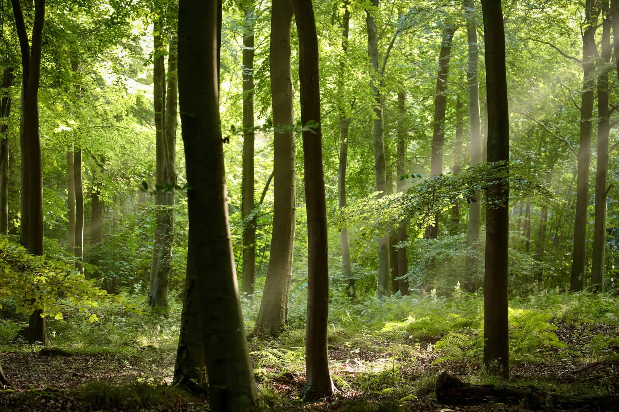 cop30:-alemanha-vai-investir-r$-6,1-bi-em-fundo-florestal-do-brasil,-diz-marina-silva