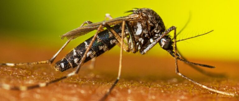 Chikungunya: veja como se proteger da doença