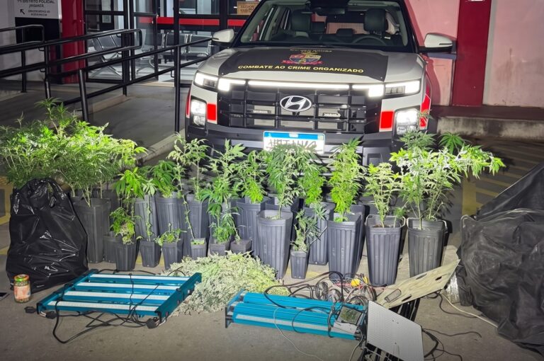 PM DESMANTELA LABORATÓRIO DE MACONHA NA ZONA NORTE DE SÃO PAULO